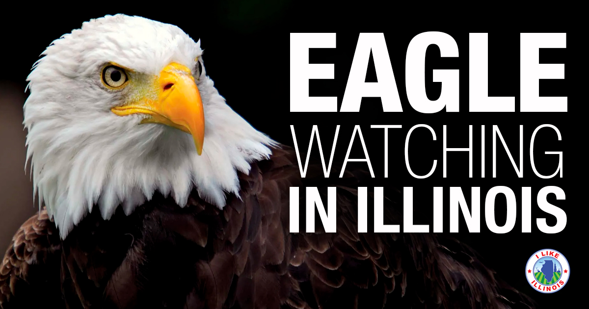 Eagle Watching Events 2024 FB