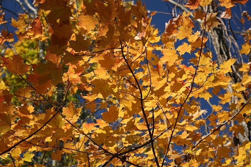 Kickapoo State Park leafs - Photo by Daniel Schwen