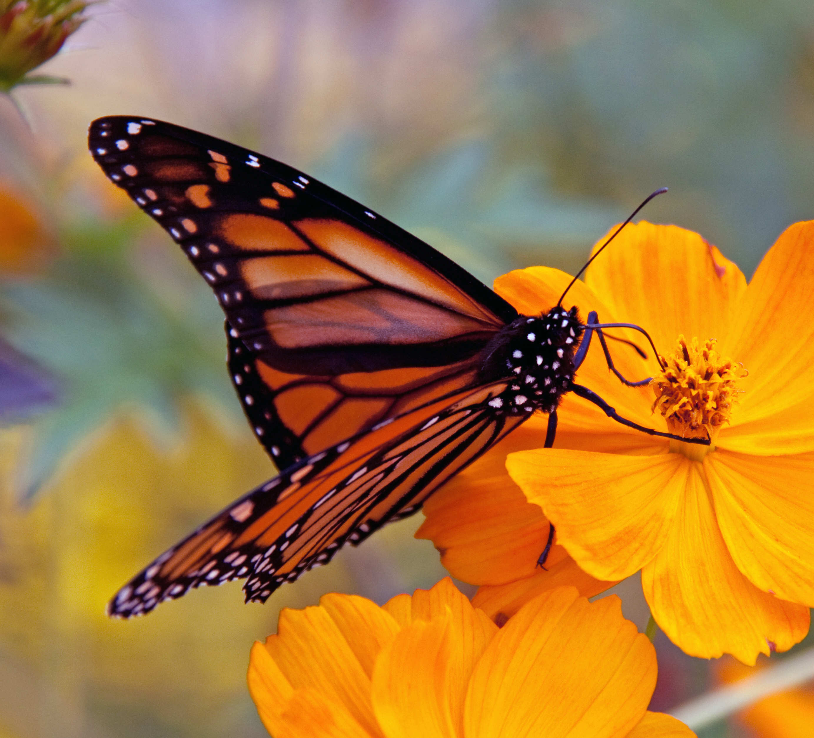 Monarch Butterfly 6235522618