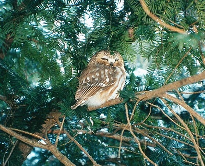 A Northern saw-whet owl spotted in Lisle's Morton Arboretum. Photo by Jay Sturner