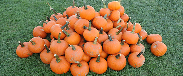 pumpkins-092814br0212