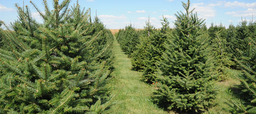 ChristmasTreeFarm