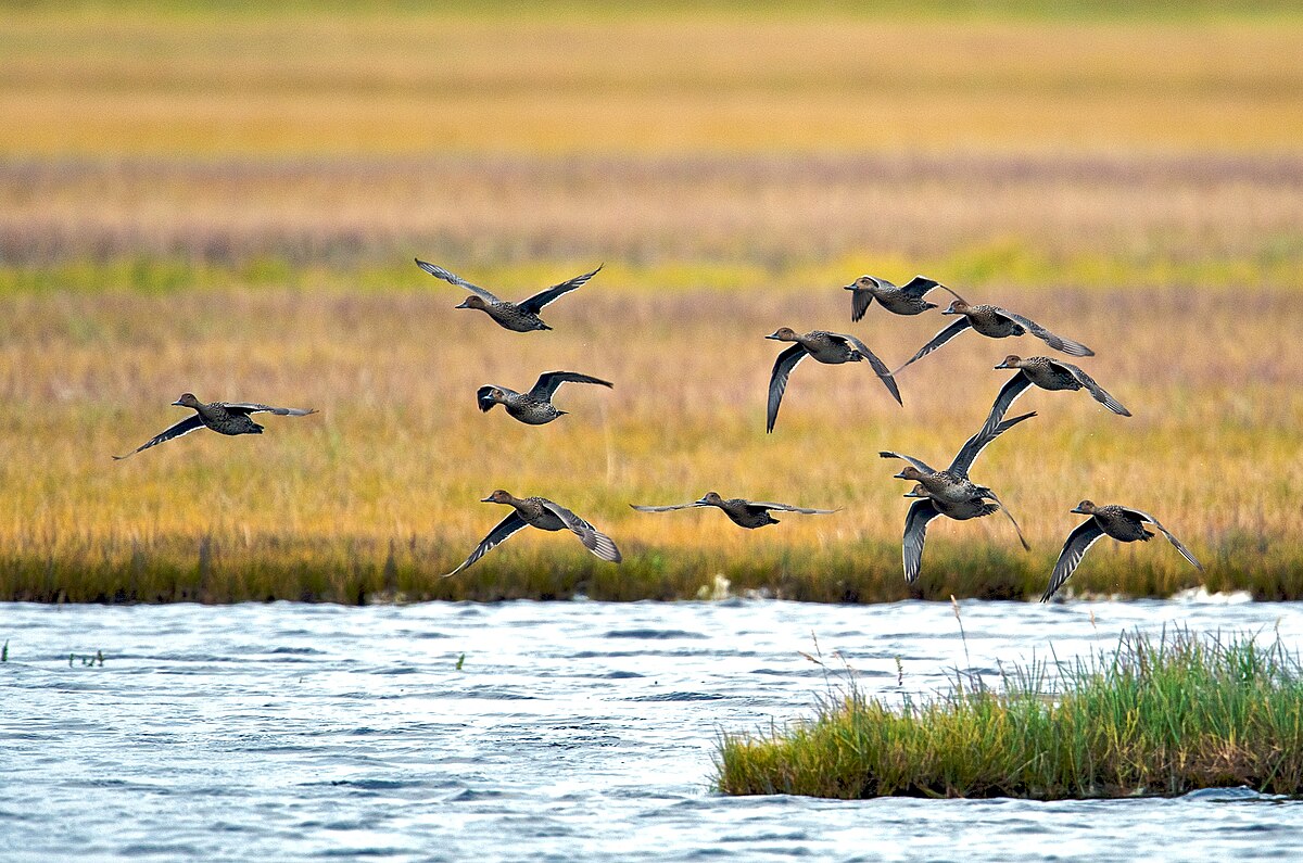 Flying Pintails 9514109640