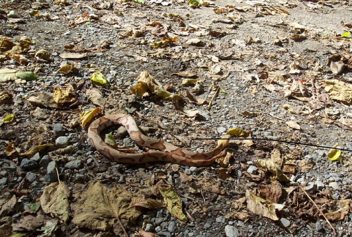 ILI Snake Migration