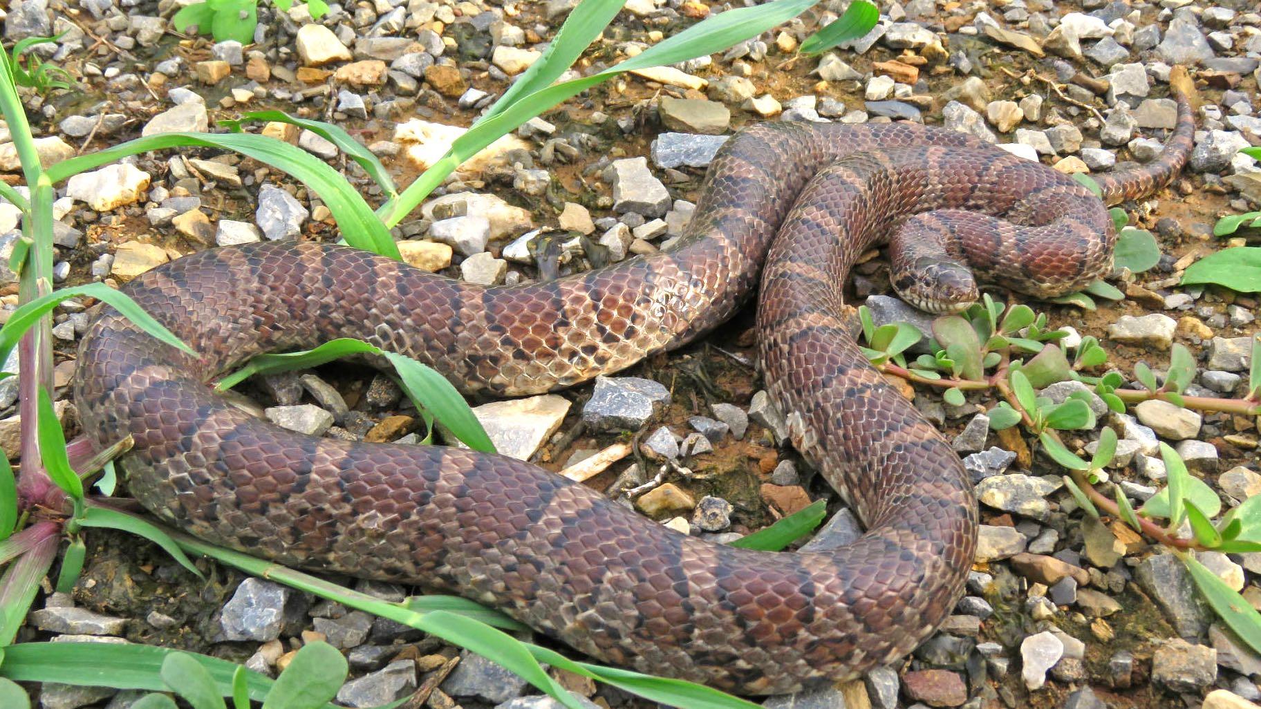 MilksnakeUSFWSCrop