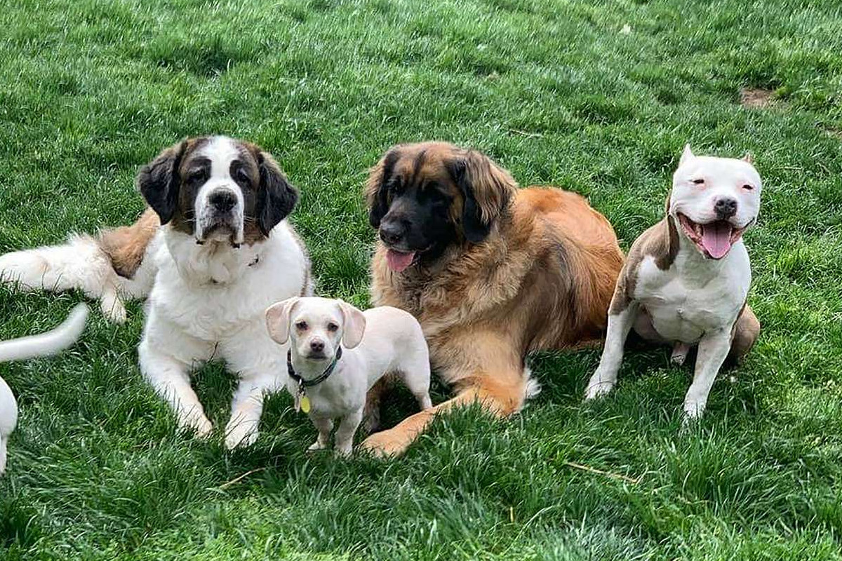NationalDogDay