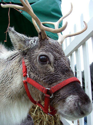 Reindeer in red