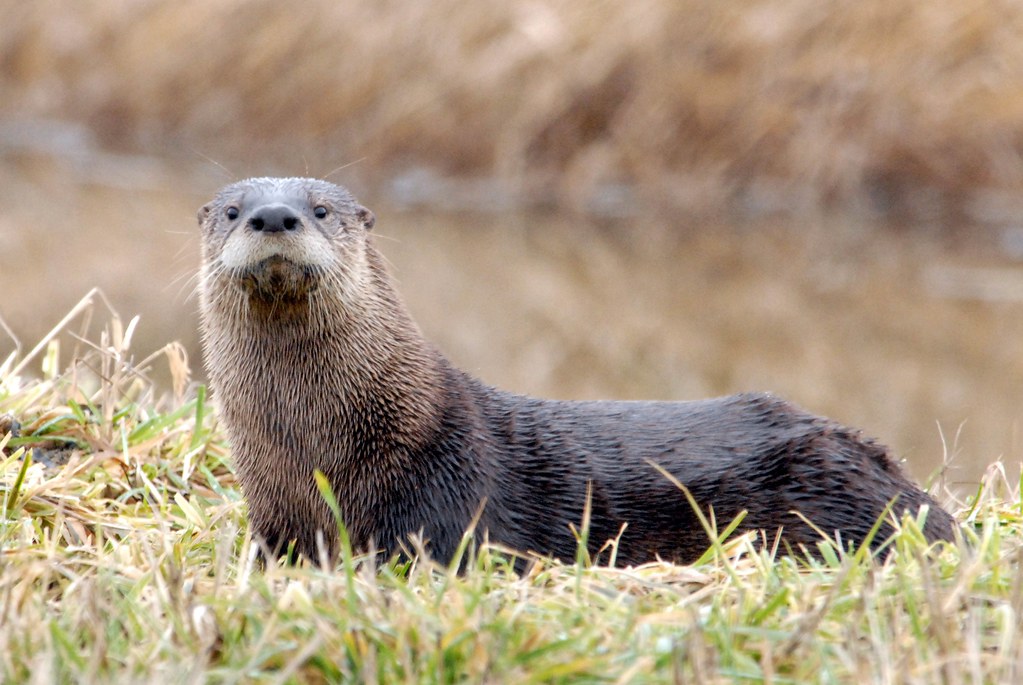 River Otter