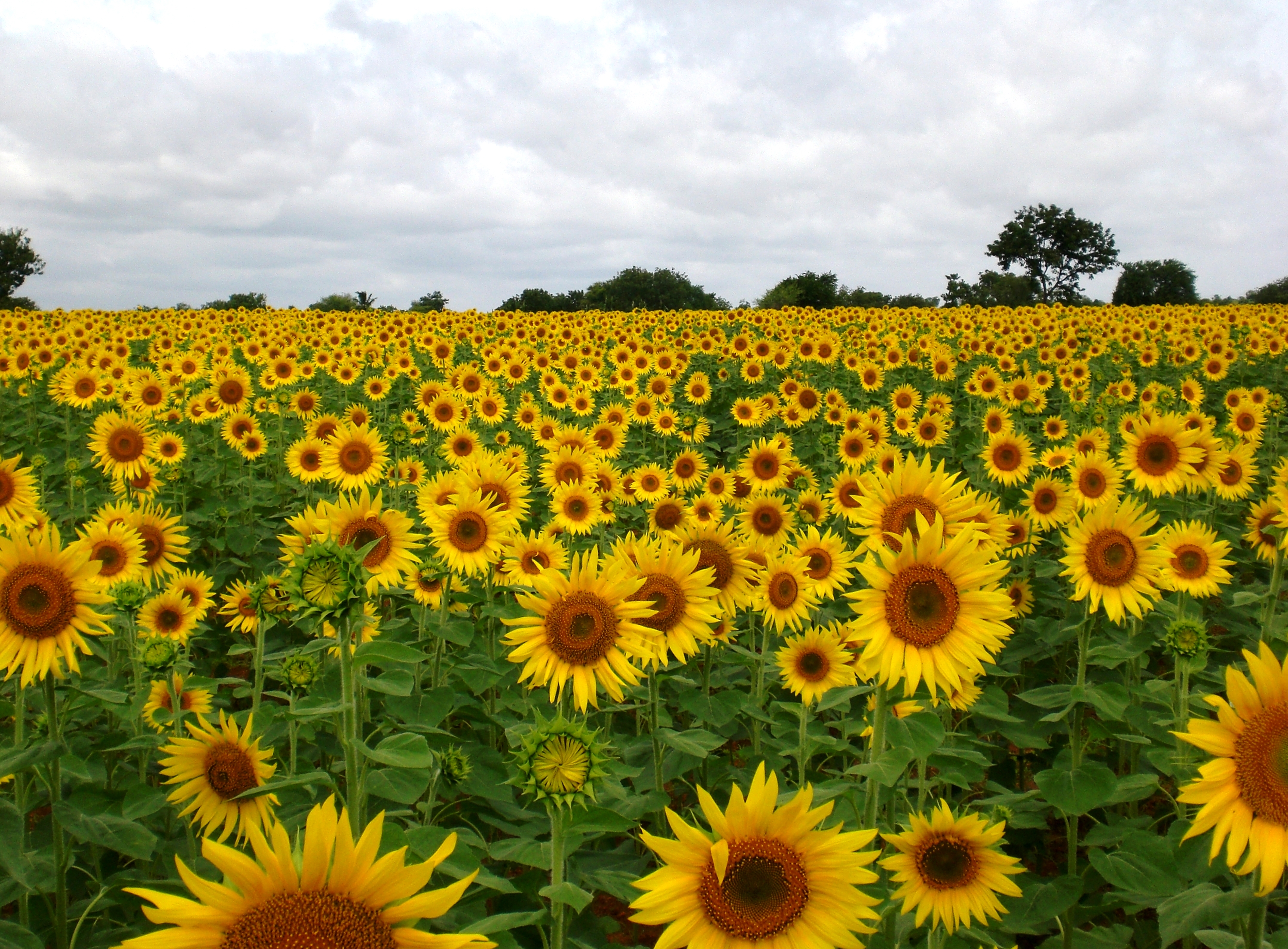 Sunflower Field near Raichur India