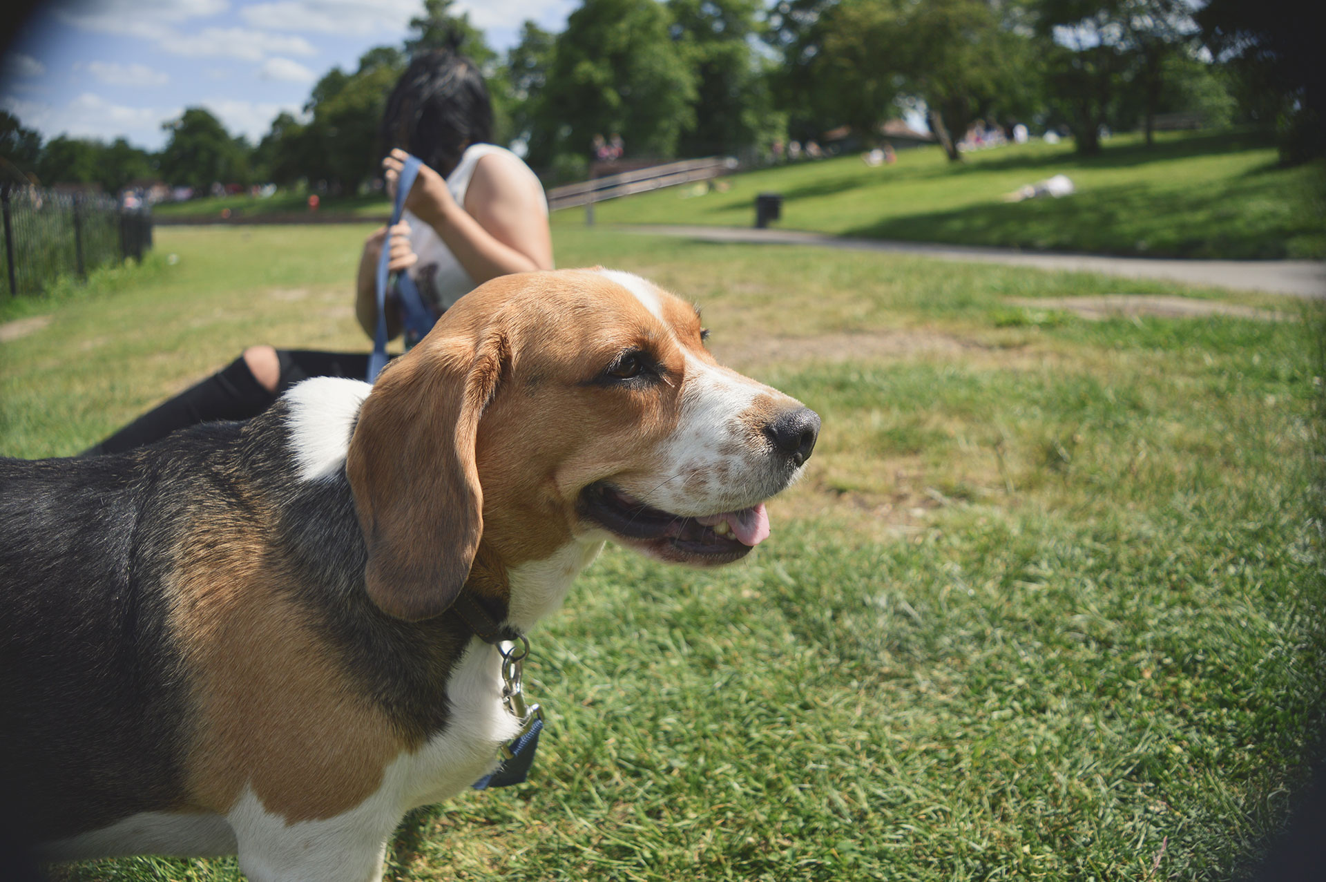 Dog park