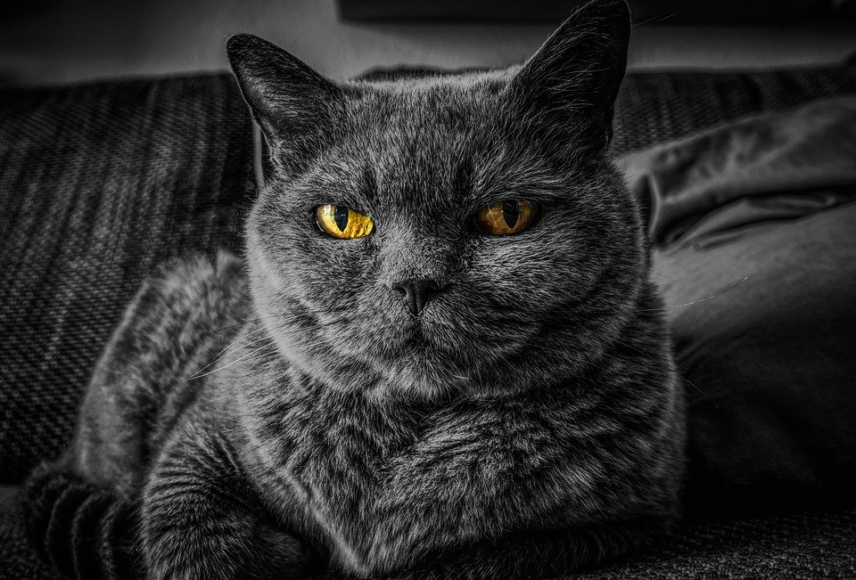cat 2143332 960 720