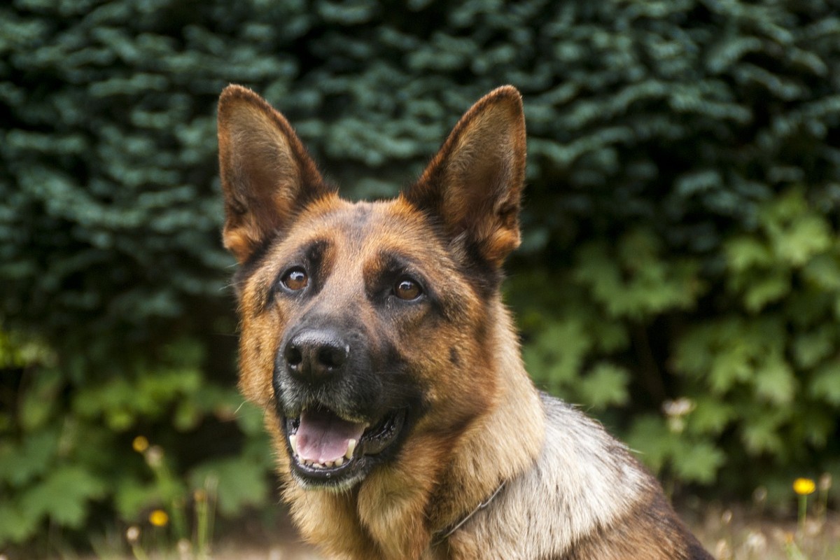 guard dog g6f211f0de 1280 1