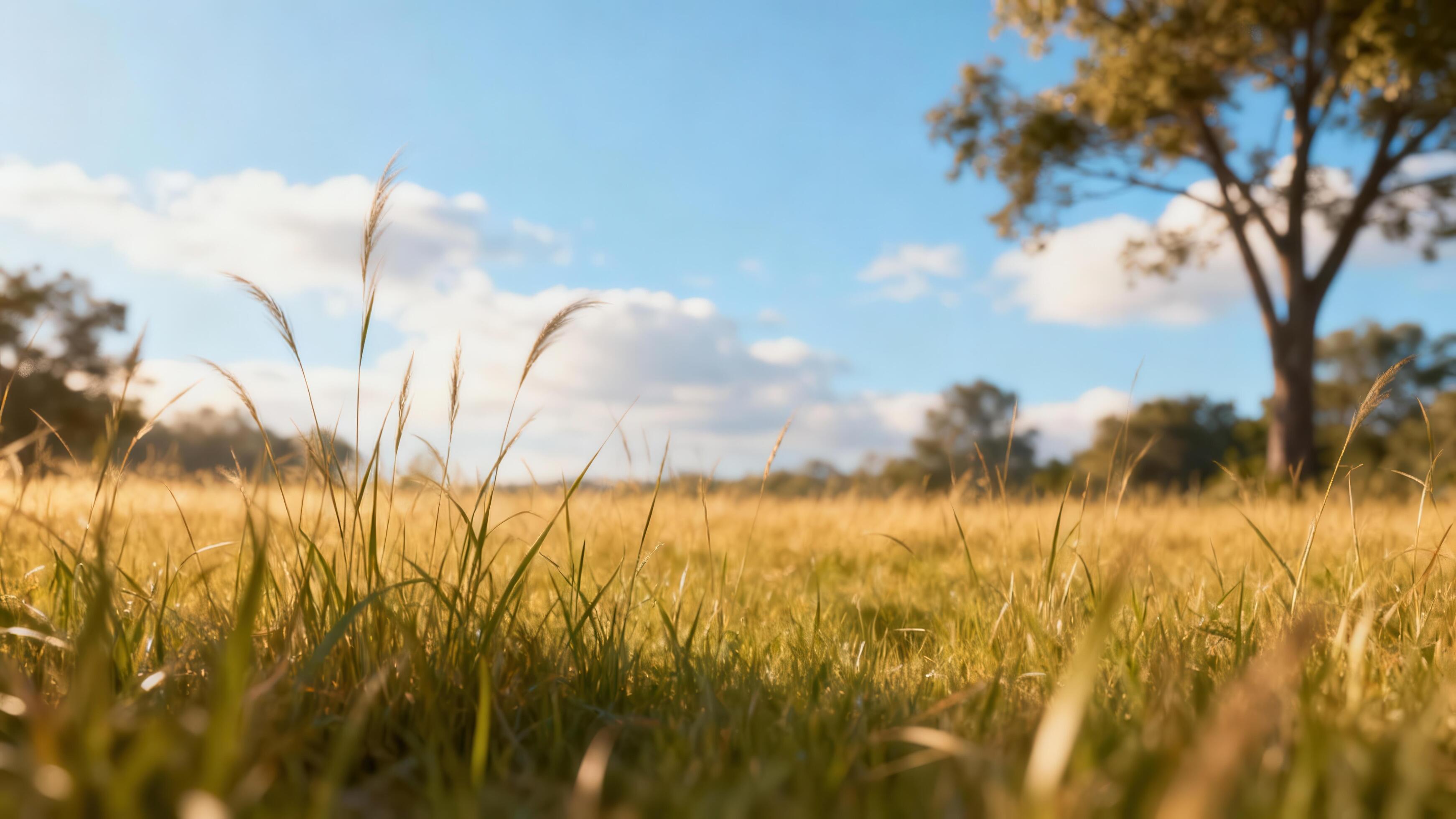lush golden prairie grass filling the foreground focused from a low angle toward a lone deciduous tree under a bright blue sky free photo