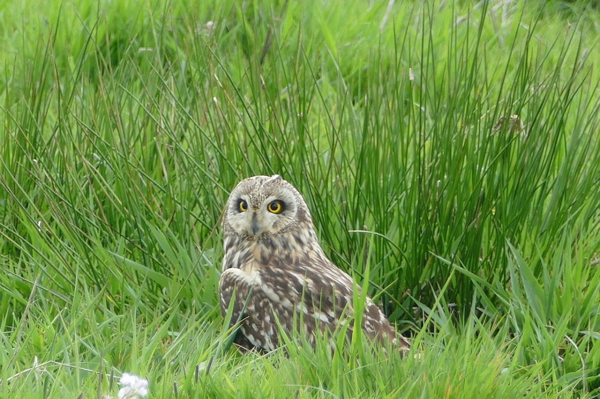 shoredearedowl