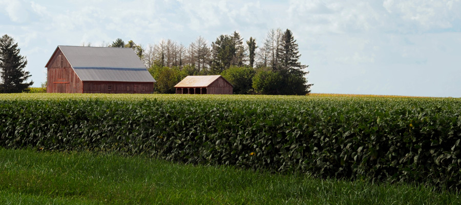 Illinois leads in soybean production 