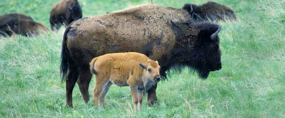 Bison to return to Prairie State