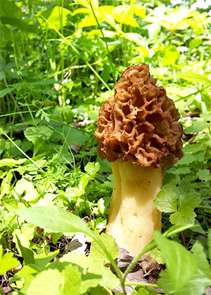Morels in Illinois